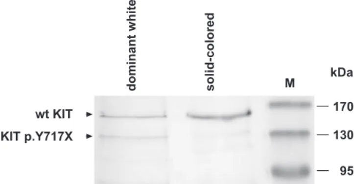 Figure 3. Western Blot Analysis of KIT Protein Expression in Skin Samples A strong band of the expected size of glycosylated wild-type KIT protein was detected in the protein sample from the solid-colored horse