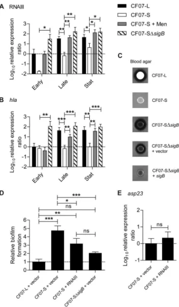 Figure 6A shows that CF07-S bacteria lysed at a rate strikingly higher than CF07-L, but that SigB was not involved in the control of this process