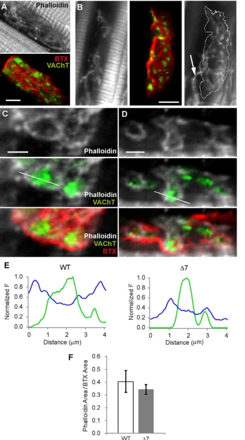 Figure 6. F-actin and SVs are closely associated in SMA motor terminals. Data are from the TVA muscle (P14) A–B