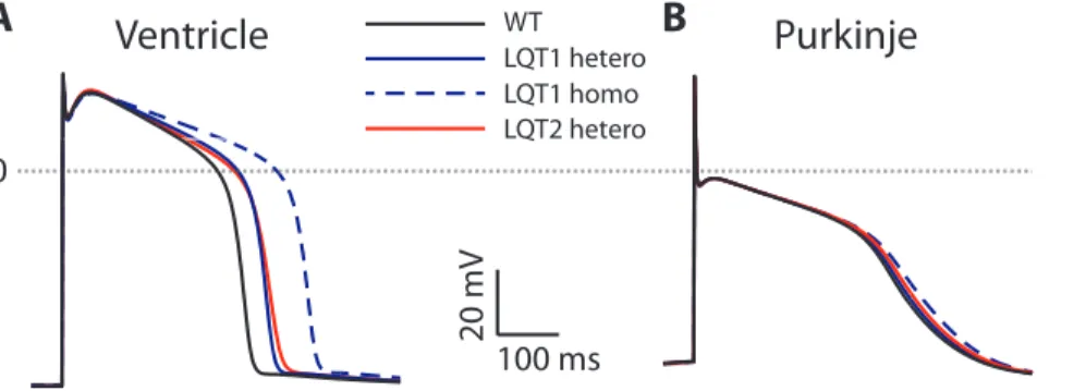Figure 3 shows the resulting APs using a rate constant for the bursting transition that produces 0.5% persistent current,  corre-sponding to previous studies[8,16]