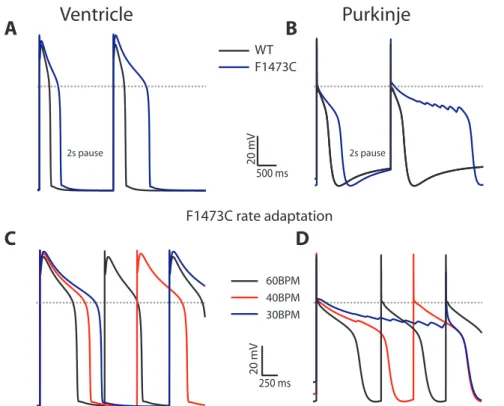 Figure 4. Differential effect on APD for VM versus PF of the SCN5A F1473C mutation. Panels A and B) Effect of a 2 second pause for VM and PFC, respectively, compared with 1000 msec (last beat of drive train shown for WT, black trace, and mutant cells, blue