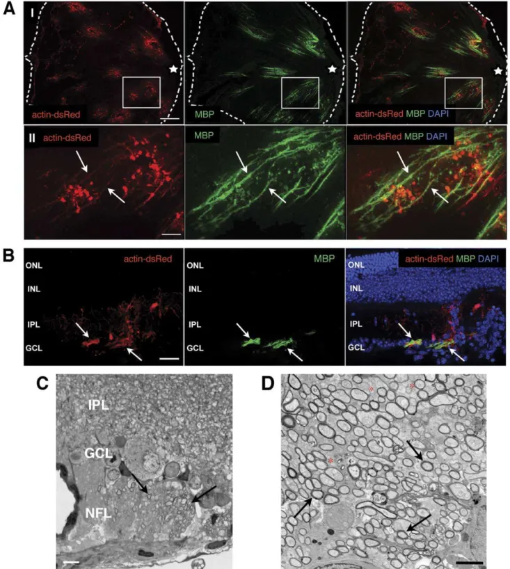 Figure 7. In vivo myelin-formation by pre-differentiated ‘RSCs’. Analysis of retinas four weeks after intraretinal transplantation of oligo- oligo-primed actin-dsRed-‘RSCs’ (red) into adult mice