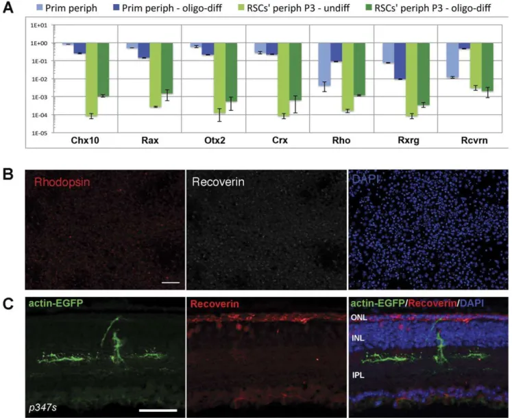 Figure 9. Oligo-differentiated ‘RSCs’ show slight elevated levels of photoreceptor-specific genes, but fail to generate photoreceptors