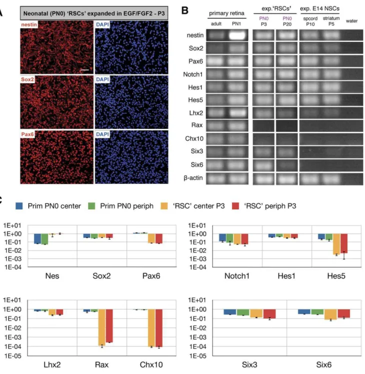 Figure 1. Immunocytochemistry, RT-PCR and Q-PCR analyses of neonatal ‘RSCs’ during in vitro cultivation