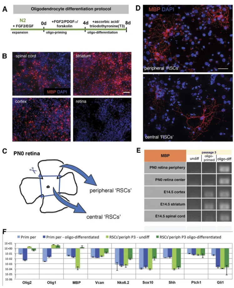 Figure 6. Oligodendrocyte differentiation of ‘RSCs’ in vitro . Whereas primary cells isolated at E14.5 from different regions of the CNS, i.e.