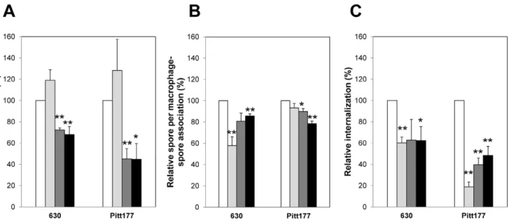 Figure 4. Sonication does not affect binding and internalization of C. difficile spores by Raw 264.7 cells