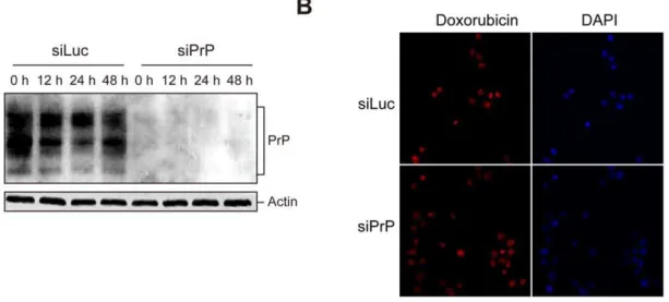 Figure 5. PrP expression level and endogenous fluorescence of doxorubicin during and after doxorubicin treatment