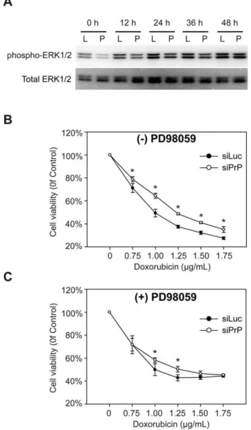 Figure 8. ERK signaling pathway is involved in PrP knockdown induced resistance to doxorubicin