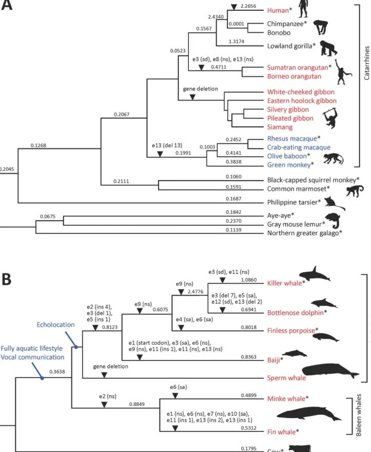 Figure 6. Molecular evolution of the MOXD2 gene in catarrhines and whales. Molecular evolutionary histories of the MOXD2 gene in catarrhines (A) and whales (B) are presented