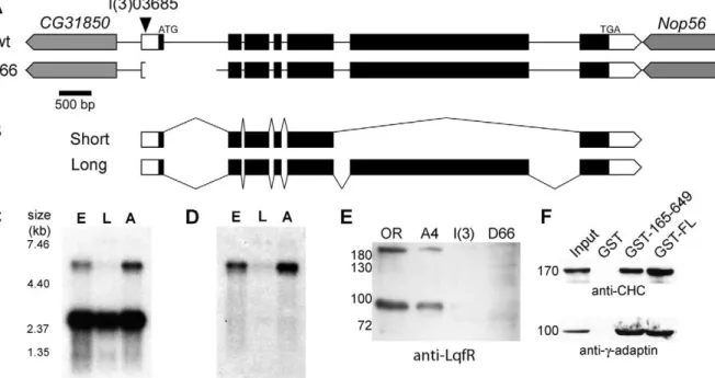 Figure 1. Characterization of Drosophila liquid facets-Related. (A) Genomic region of lqfR, based on FlyBase release FB2008_07