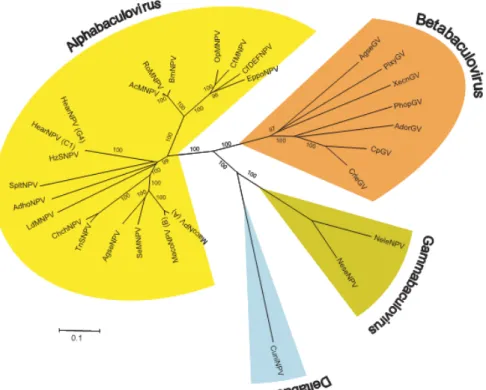 Figura 1.1: Árvore filogenética baseada no alinhamento de 29 genes comuns identificados  nos 29 genomas de baculovírus já seqüenciados