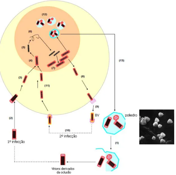 Figura 1.3: Diagrama esquemático do ciclo bifásico da replicação do AcMNPV. Os poliedros persistem no  ambiente até serem ingeridos por uma larva hospedeira suscetível