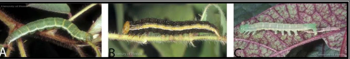Figura 1.5: Larvas de Anticarsia gemmatalis (Hubner). A: forma verde da larva; B: forma  escura da larva; C: larva no último ínstar (Buss, L