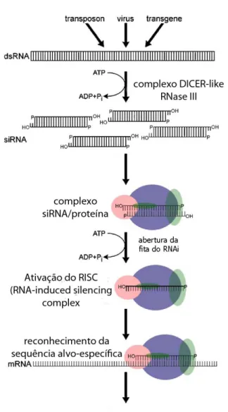Figura 1.8: Modelo de mecanismo geral para via de silenciamento por RNA. O processo é provocado  inicialmente pelo dsRNA, que pode ser introduzido experimentalmente ou surgir de transposons endógenos, da  replicação de vírus de RNA ou da transcrição de tra