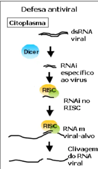 Figura 1.9: Esquema que mostra uma das principais funções do RNAi: inibir infecções virais pela produção  de RNAs de interferência (siRNAs)