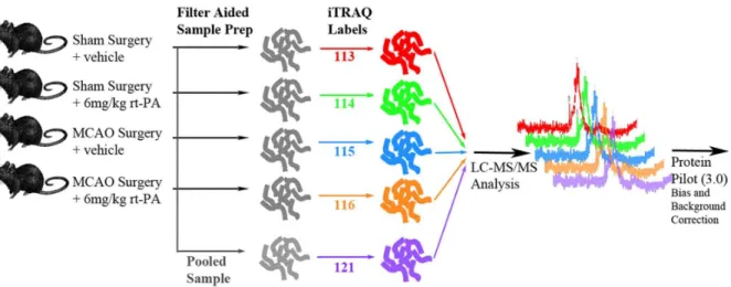 Figure 2. Representative tetrazolium chloride (TTC) stained sections of (A) transient middle cerebral artery occlusion (tMCAo)+rt- (tMCAo)+rt-PA rats (B) sham+rt-(tMCAo)+rt-PA rats (C) tMCAo+vehicle rats and (D) sham+vehicle rats