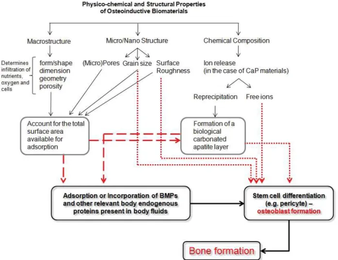 Fig. 5. Schematic summarising hypothesised mechanisms behind osteoinduction by biomaterials