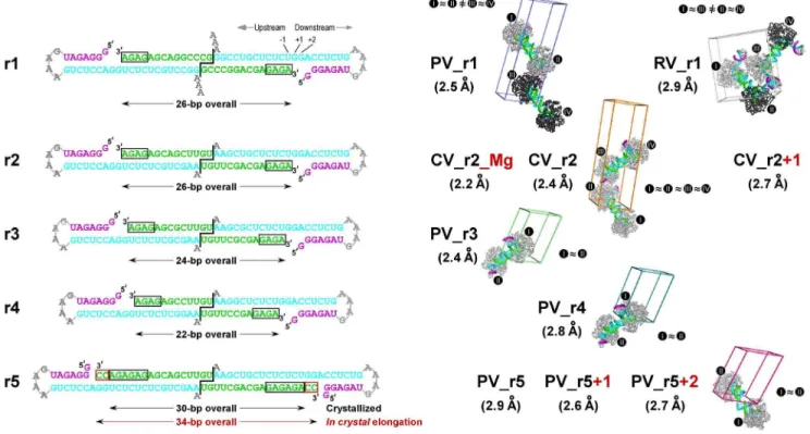 Figure 1. Picornaviral elongation complexes crystallized via engineered RNA-RNA contacts