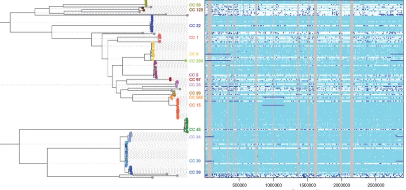 Figure 5. ClonalFrameML analysis of recombination in S. aureus based on 110 genomes representing carriage and reference isolates mapped to MRSA252