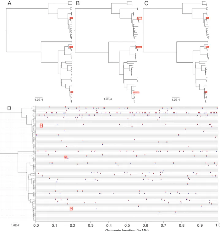 Figure 1. An example application of ClonalFrameML to a simulated dataset. (A) The clonal genealogy produced by simulation