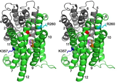 Figure 1. Stereoview of LmrP showing positions of basic residues R260 and K357. Ribbon representation of inward-facing LmrP [12]