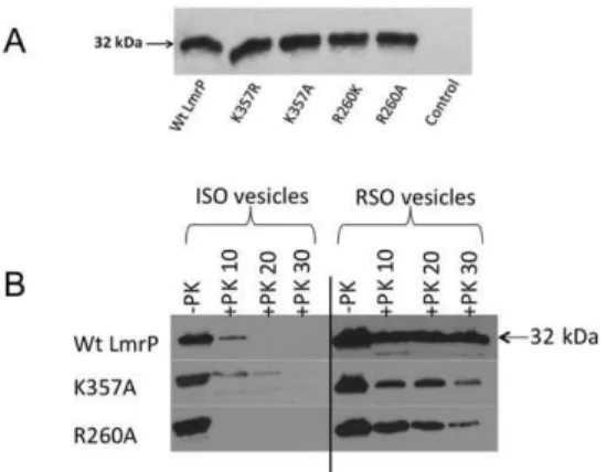 Figure 2. Expression and topology of mutant LmrP proteins. A, Western blot of total membrane proteins in inside-out membrane vesicles (ISOVs) (15 mg of protein/lane) probed with anti-His 5 -tag antibody, showing equal expression of Wt and mutant LmrP prote