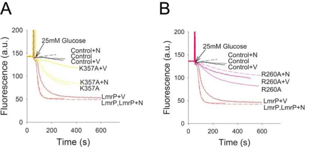 Figure 4. Dependence of active ethidium efflux on the composition of the proton-motive force ( D p)