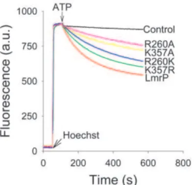 Figure 6. Kinetic analysis of LmrP-mediated, facilitated ethidium influx and efflux. A, The ethidium influx rates in ATP-depleted cells were measured as a function of the ethidium concentration