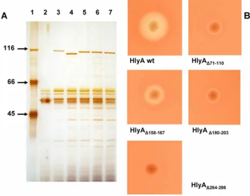 Figure 1. Extracellular secretion and hemolytic activity of E. coli HlyA and of HlyA mutants