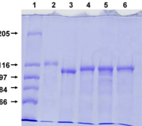 Figure 2. SDS-PAGE of purified E. coli HlyA and of HlyA mutants. Wildtype and mutant HlyA were expressed in E