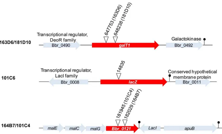 Figure 3. Genomic position and surrounding regions of the insertion site of a number of transposon insertion mutants that were isolated based on their inability to grow on one or more carbohydrates