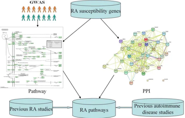 Figure 1. Flow chart of pathway and network analyses of RA GWAS.
