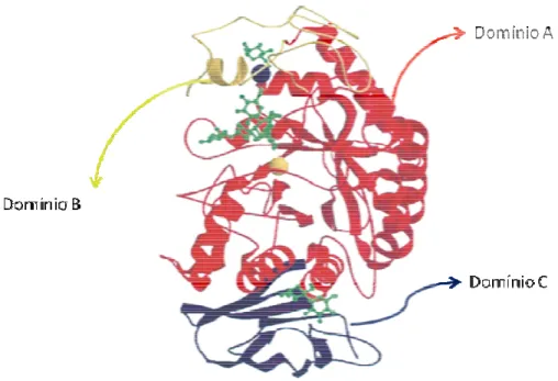 Figura 2. Estrutura terciária da  α -amilase pancreática porcina (APP). Domínio (A) em  vermelho, domínio (B) em amarelo e domínio (C) em azul