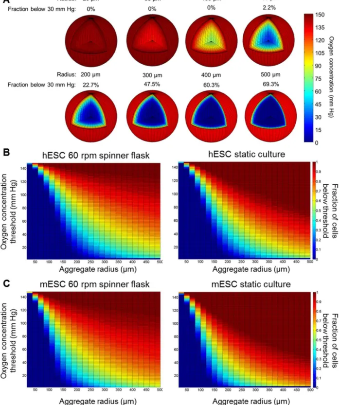 Figure 3. Steady-state O 2 profile within ESC aggregates of varying sizes. (A) Three-dimensional distribution of O 2 and hypoxic cell fraction of hESC aggregates with radius ranging from 20 mm to 500 mm