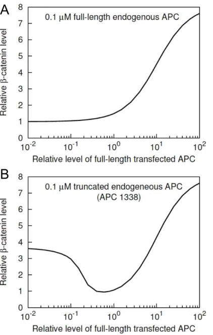 Fig. 7B illustrates the predicted effect of APC1338 phosphoryla- phosphoryla-tion on associaphosphoryla-tion of b { catenin and Axin