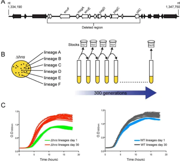 Figure 1. Experimental evolution of S. Typhimurium hns mutants. (A) An hns mutant isolate prepared for microarray analysis incurred a spontaneous 10 kb deletion after minimal laboratory passage