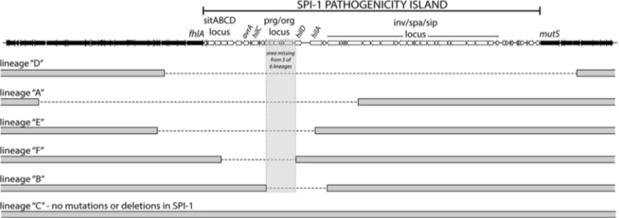 Table 2. Summary of the genetic changes specific to the wild-type lineages.