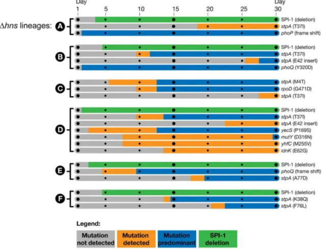Figure 3. Timeline of the genetic changes in the hns mutant lineages. The mutations present in the hns mutant lineages at day 30 of the passaging period were detected by whole genome sequencing of the mixed populations