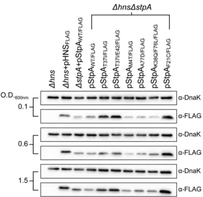 Figure 6. StpA missense mutations do not affect intracellular protein concentrations. Expression levels of FLAG-tagged StpA variants were monitored by western blot analysis at early exponential phase (O.D