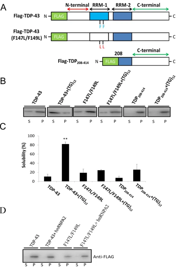 Figure 3. The solubility of wild-type, mutant (F147L/F149L), and N-terminally truncated (TDP 208–414 ) TDP-43 in the absence or presence of ssDNA or ssRNA