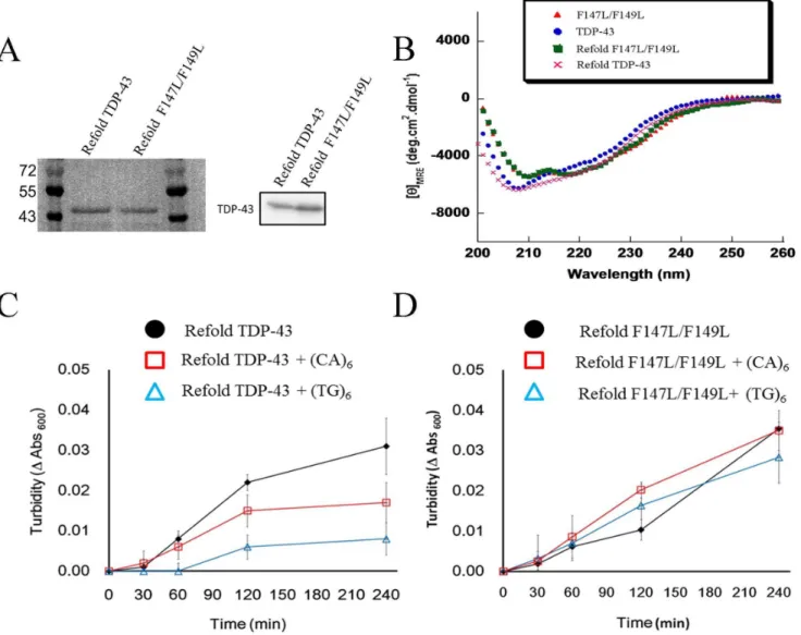 Figure 4. Characterization of the refolded TDP-43 protein. (A) The refolded wild-type and double-mutation (F147L/F149L) TDP-43 identified with coomassie blue in the SDS-PAGE, or by western blotting with TDP-43 antibody