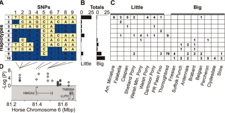 Figure 4. Association with size at the HMGA2 locus. (A) Haplotypes spanning HMGA2 were inferred with PHASE for a set of nine SNPs that included all size-associated SNPs at the locus