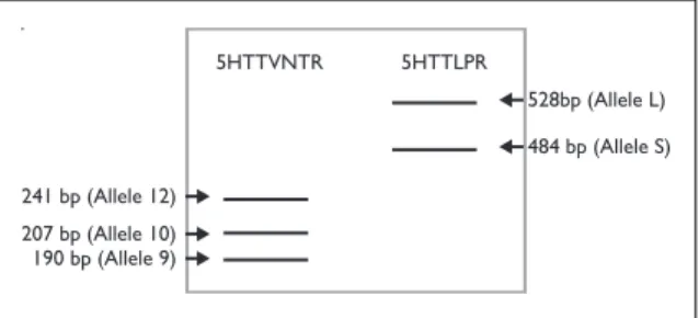 Figure 1. Diagram representing an agarose gel showing the number of base pairs of each allele for the two  studied polymorphisms