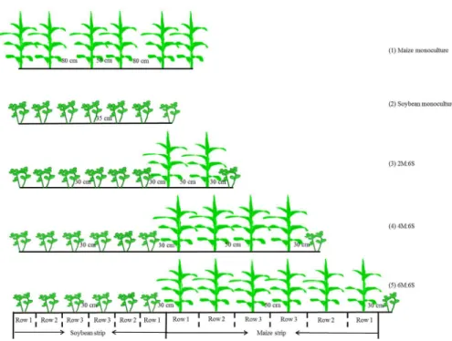 Fig 1. Schematic diagram of different treatments. (1) Monoculture of maize, (2) Monoculture of soybean, (3) 2M:6S (two maize rows intercropping with six soybean rows), (4) 4M:6S (four maize rows intercropping with six soybean rows), and (5) 6M:6S (six maiz