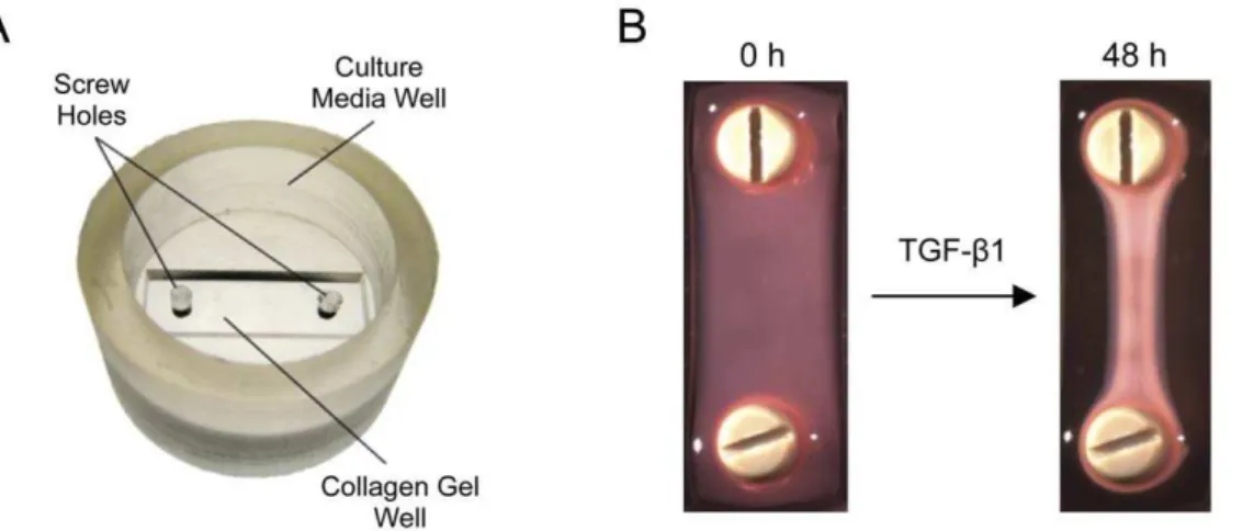 Figure 2. rea contraction of the collagen gels as a functional measure of TGF-b1 activity