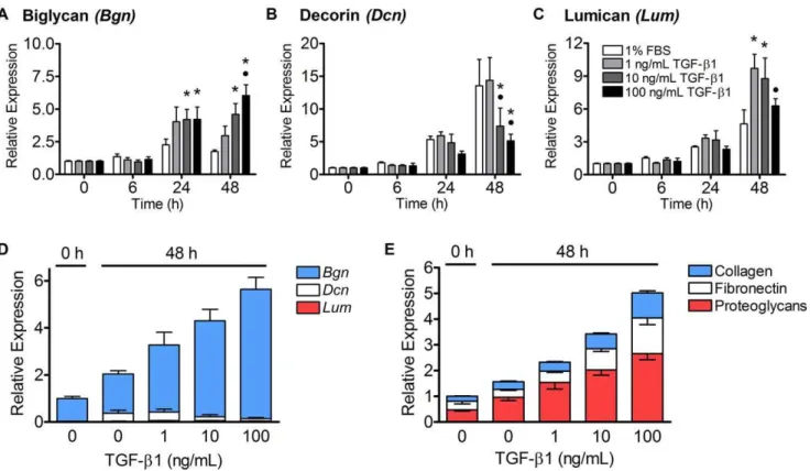 Figure 4. TGF-b1 increased the expression of biglycan and decreased the expression of decorin