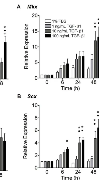 Figure 7. TGF-b1 highly upregulated Mohawk ( Mkx ) and Scleraxis ( Scx ), genes necessary for tendon development