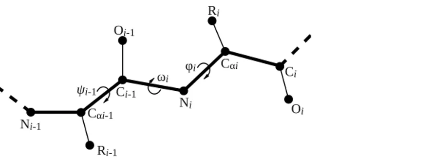 Figure 2 Illustration of backbone dihedral angles. When placing the atoms for residue i, we have to specify the φ and ω dihedral angles for that residue (φ i and ω i ) and the ψ angle for the previous residue (ψ i − 1 )