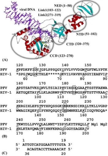 Figure 1 shows the spatial structure of PFV IN-DNA (PDB code: 3L2T), the sequence alignment of CCD between PFV and HIV-1 IN, as well as the sequence of viral DNA