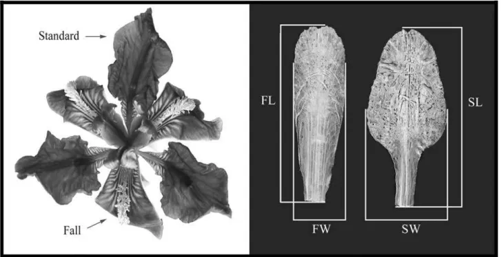 Fig. 1. Iris pumila lower and measured loral organ traits. FL, fall length; FW, fall width; SL, standard length; SW, standard width